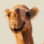 دانلود آهنگ مهرو و عرشیا لاله